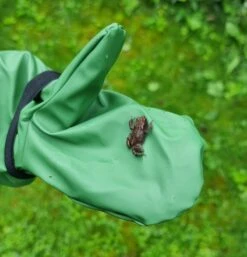 Rainkids Thermo Buddelhandschuhe Matschhandschuhe Mit Fleecefutter -Kinderbekleidungsgeschäft Rainkids Handschuhe Frosch 1280x1280 1